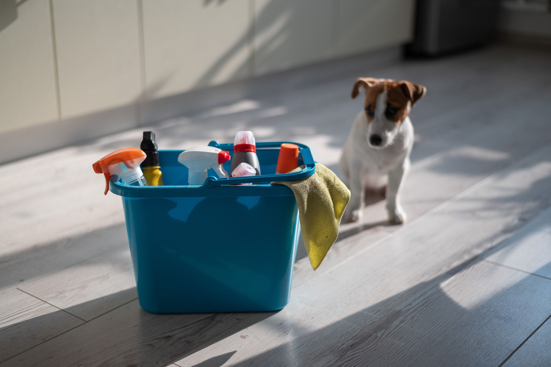 A diligent puppy sits next to a blue plastic bucket of cleaning products in the kitchen. A set of detergents and a rag for home cleaning and a small dog on a wooden floor in the apartment. No people.
